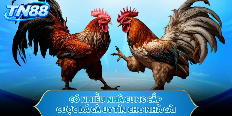 Có nhiều nhà cung cấp cược đá gà uy tín cho nhà cái